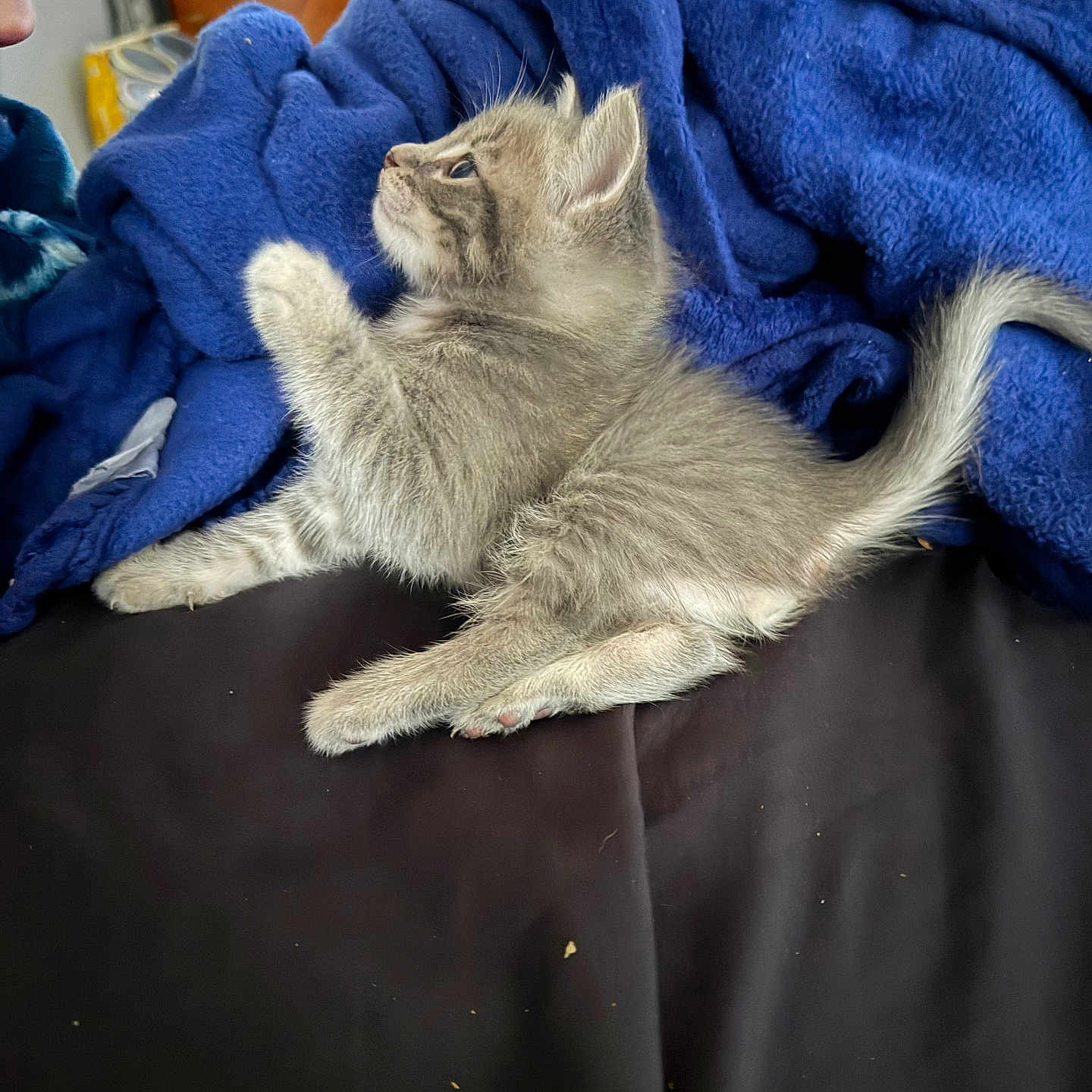 Bandit joined the competition — help win amazing prizes! kitten, cat, gray_fur, fluffy, sitting, lying_down, raised_paw, curled_tail, blue_blanket, leather_seat, indoor, home, cozy, pet, animal, whiskers, ears, tail, portrait, human
