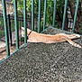 cat, orange_tabby, balcony, railing, green, outdoor, trees, fence, curious, stretching, peeking, speckled_floor, daylight, pet, animal, nature, relaxed, collar, side_view, quiet