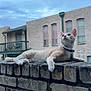 Dennis The Menace joined the competition — help win amazing prizes! cat, animal, brick_wall, outdoor, building, sky, curious, relaxed, feline, pet, collar, window, daylight, nature, mammal, resting, urban, architecture, balcony, quiet