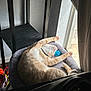 cat, ginger_cat, pet_bed, window, sunlight, toy_ball, stretching, indoor, cozy, furniture, curtain, relaxing, paw, wall, black_furniture, houseplant, floor, daylight, collar, resting