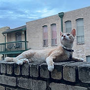 Dennis The Menace is registered to the contest to win money with this photo: cat, animal, brick_wall, outdoor, building, sky, curious, relaxed, feline, pet, collar, window, daylight, nature, mammal, resting, urban, architecture, balcony, quiet