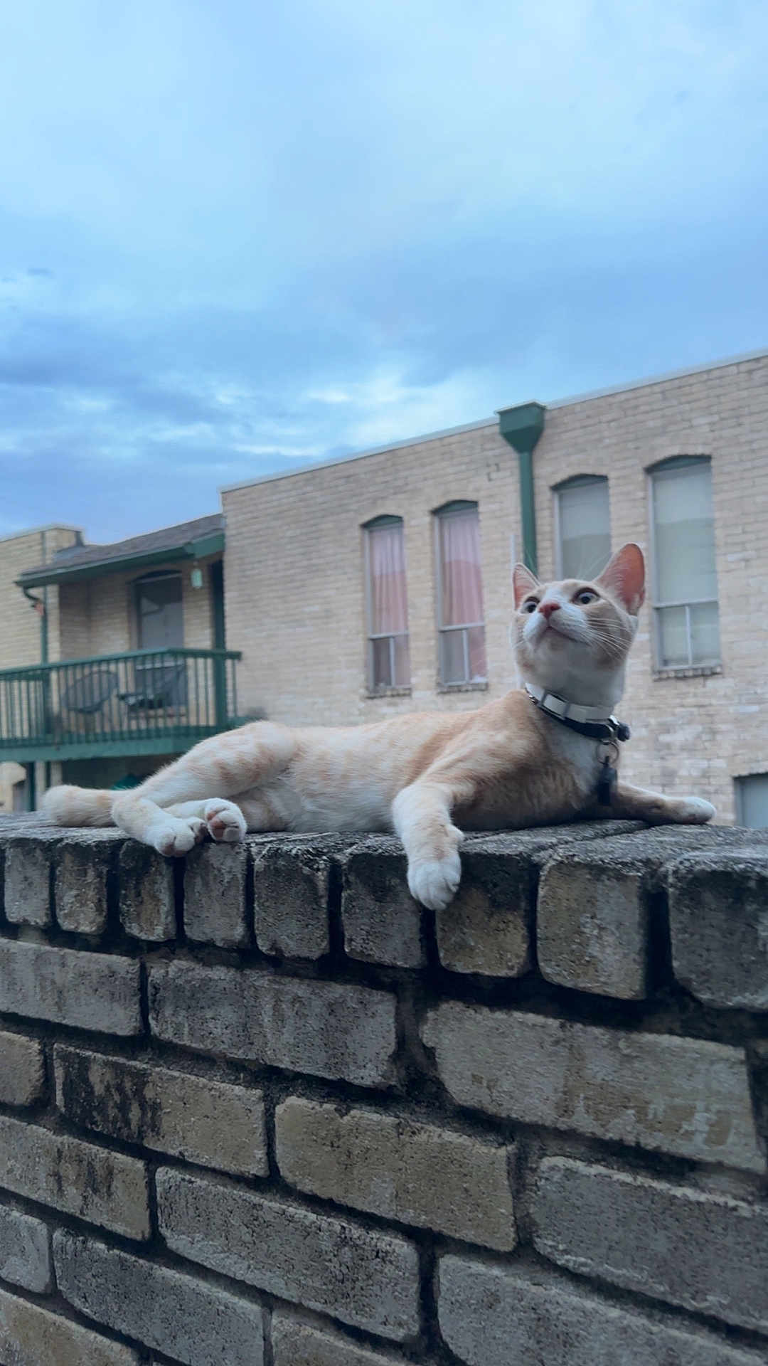 Dennis The Menace is registered to the contest to win money with this photo: cat, animal, brick_wall, outdoor, building, sky, curious, relaxed, feline, pet, collar, window, daylight, nature, mammal, resting, urban, architecture, balcony, quiet