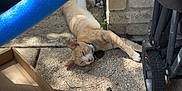 Dennis The Menace is registered to the contest to win money with this photo: cat, orange_tabby, outdoor, sunlight, concrete, bicycle, red_bicycle, blue_pool_noodle, cardboard_box, stroller, wheel, shadow, relaxed, pet, animal, resting, feline, daylight, sidewalk, brick_wall