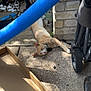 cat, orange_tabby, outdoor, sunlight, concrete, bicycle, red_bicycle, blue_pool_noodle, cardboard_box, stroller, wheel, shadow, relaxed, pet, animal, resting, feline, daylight, sidewalk, brick_wall