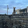 Dennis The Menace joined the competition — help win amazing prizes! cat, brick_wall, outdoor, sky, cloudy, building, curious, pet, animal, collar, dusk, electric_pole, residential, nature, fence, watching, urban, quiet, evening, mammal