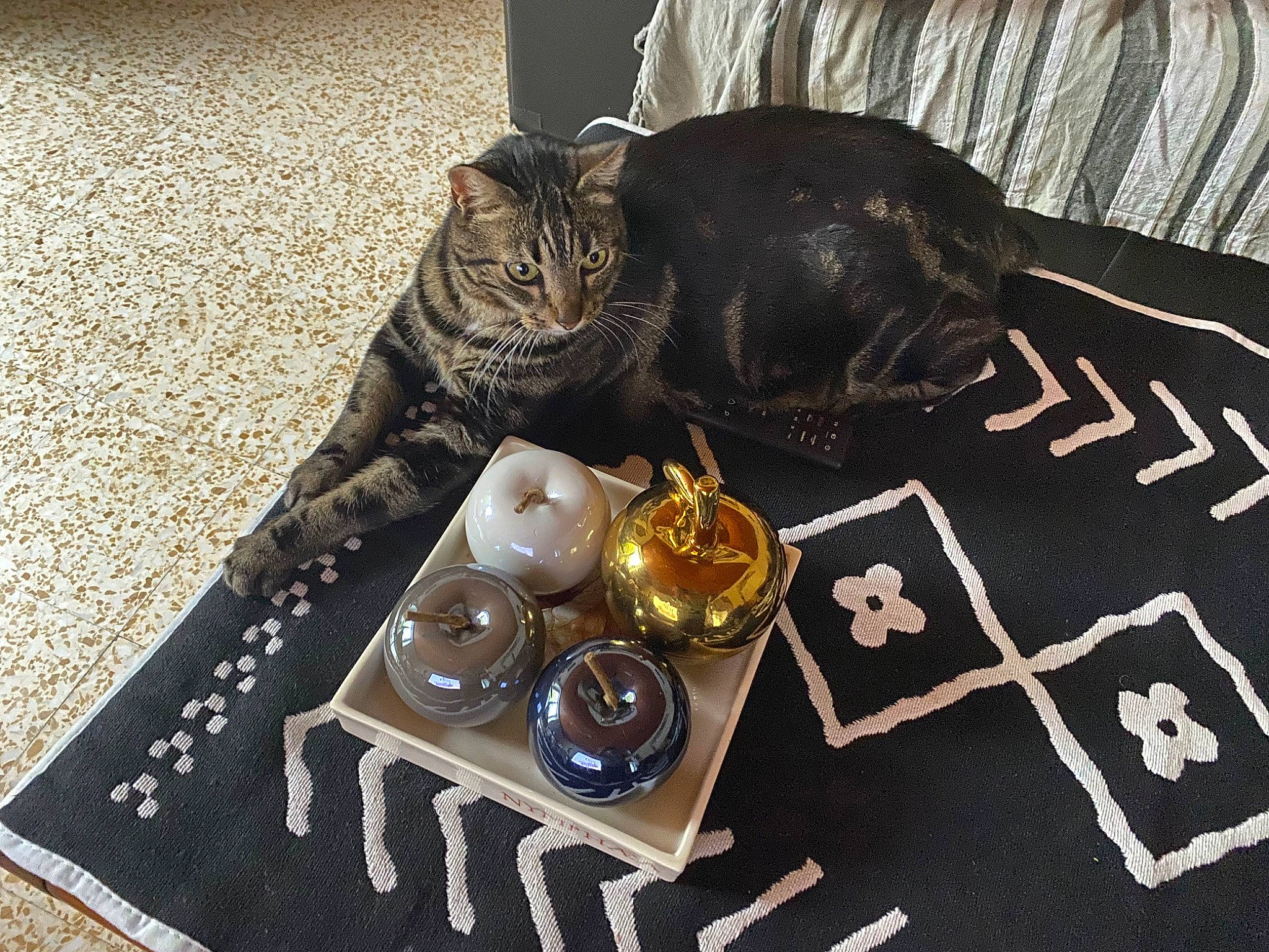 Byli participe au concours pour gagner de l'argent avec cette photo : cat, circle, comfort, domestic_short_haired_cat, event, eyewear, felidae, flooring, font, fur, linens, metal, rectangle, room, serveware, small_to_medium_sized_cats, table, tableware, textile, whiskers