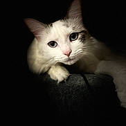 Kidalie a rejoint le concours — aidez-le/la à gagner de superbes lots ! cat, white_cat, blue_eyes, close_up, pet, animal, portrait, dark_background, paw, feline, cute, whiskers, soft_texture, indoor, mammal, pet_portrait, looking_at_camera, animal_face, domestic_cat, quiet