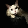 cat, white_cat, blue_eyes, close_up, pet, animal, portrait, dark_background, paw, feline, cute, whiskers, soft_texture, indoor, mammal, pet_portrait, looking_at_camera, animal_face, domestic_cat, quiet