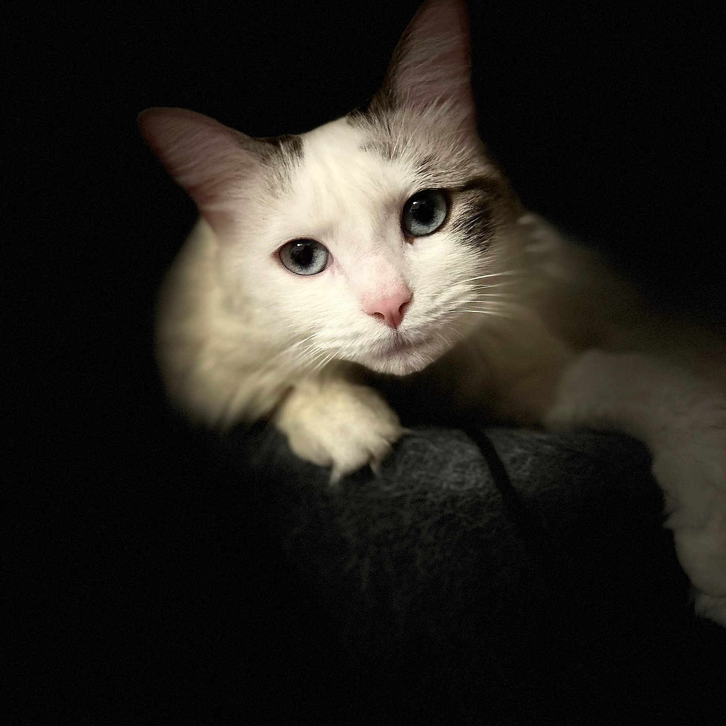 Kidalie a rejoint le concours — aidez-le/la à gagner de superbes lots ! animal, animal_face, blue_eyes, cat, close_up, cute, dark_background, domestic_cat, feline, indoor, looking_at_camera, mammal, paw, pet, pet_portrait, portrait, quiet, soft_texture, whiskers, white_cat