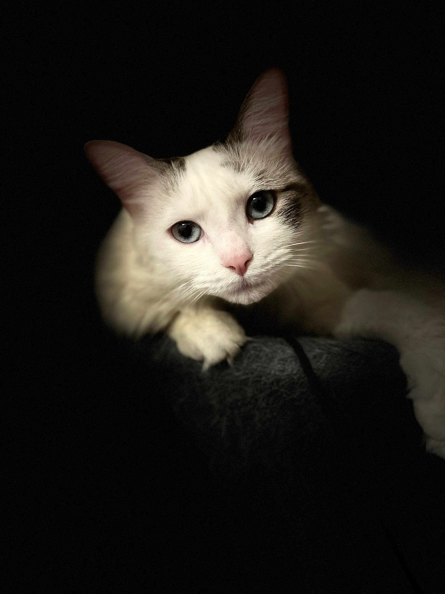 Kidalie a rejoint le concours — aidez-le/la à gagner de superbes lots ! cat, white_cat, blue_eyes, close_up, pet, animal, portrait, dark_background, paw, feline, cute, whiskers, soft_texture, indoor, mammal, pet_portrait, looking_at_camera, animal_face, domestic_cat, quiet