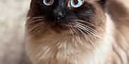 Dolly joined the competition — help win amazing prizes! animal, blue_eyes, cat, close_up, curious, cute, domestic_cat, ears, feline, fluffy, fur, indoor, looking_up, mammal, nose, pet, portrait, siamese_cat, soft_focus, whiskers