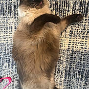 Dolly is registered to the contest to win money with this photo: animal, blue, carpet, cat, cute, domestic_cat, feline, fluffy, funny_face, fur, indoor, lying_down, pet, playful, relaxed, siamese_cat, soft, tongue_out, whiskers, white