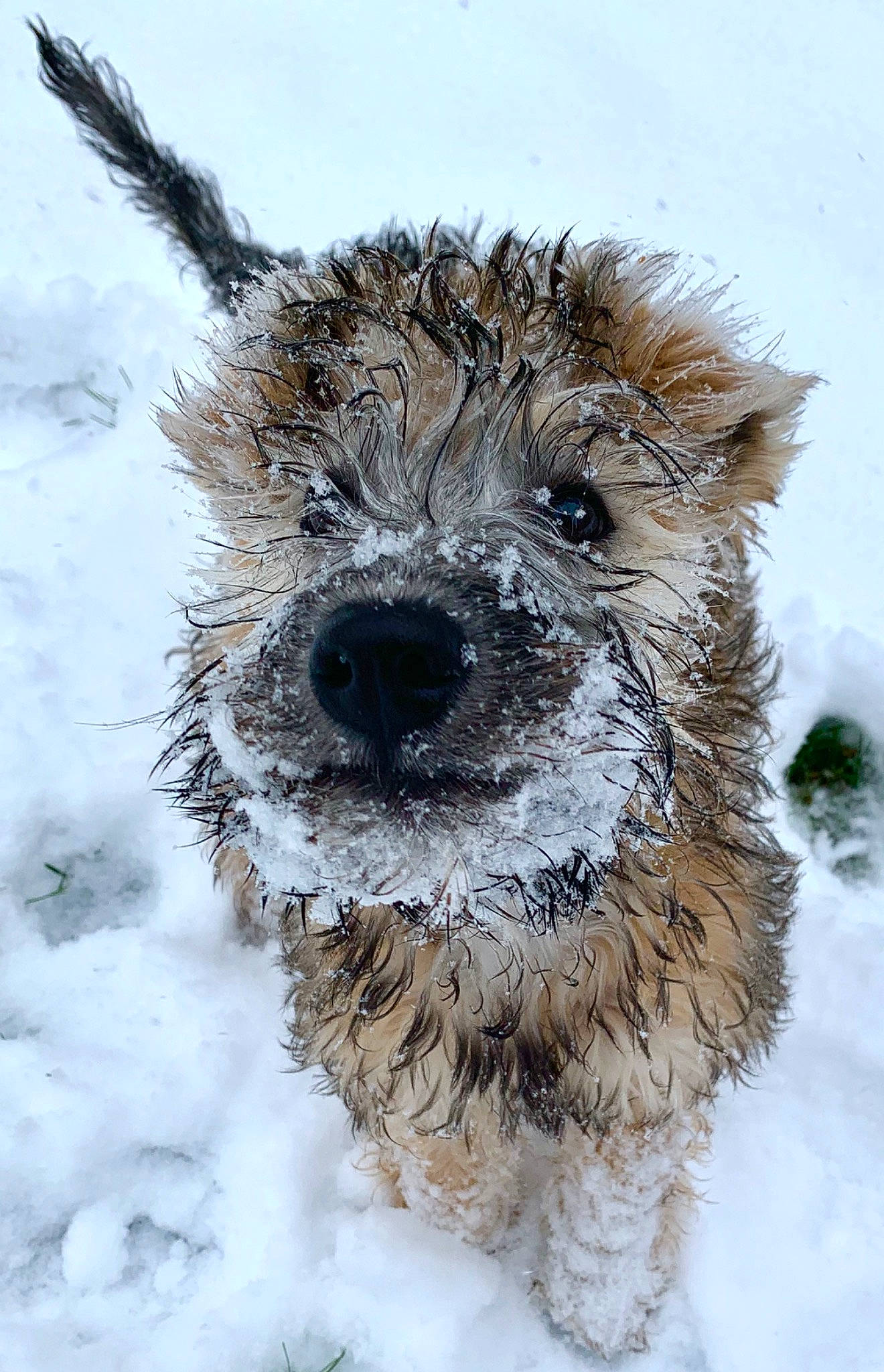 Katniss joined the competition — help win amazing prizes! berger_picard, bouvier_des_ardennes, cairn_terrier, canidae, carnivore, dog, dog_breed, dutch_smoushond, glen_of_imaal_terrier, mammal, norwich_terrier, pumi, rare_breed_dog, small_terrier, snout, snow, sporting_group, sporting_lucas_terrier, terrier, vertebrate