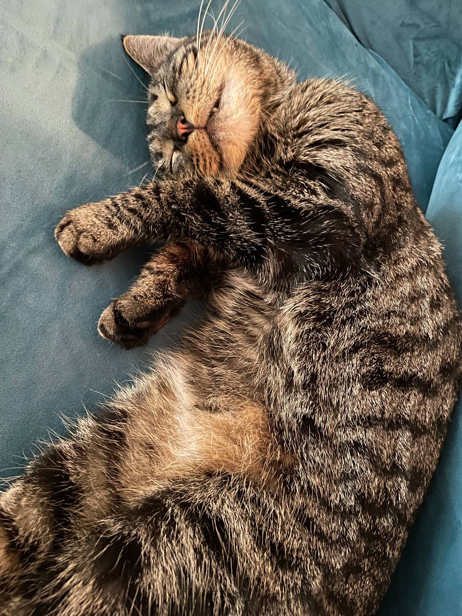 Beatrice joined the competition — help win amazing prizes! carnivore, cat, claw, comfort, domestic_short_haired_cat, fawn, felidae, foot, fur, gesture, human_leg, nap, paw, sleep, small_to_medium_sized_cats, snout, tail, terrestrial_animal, whiskers