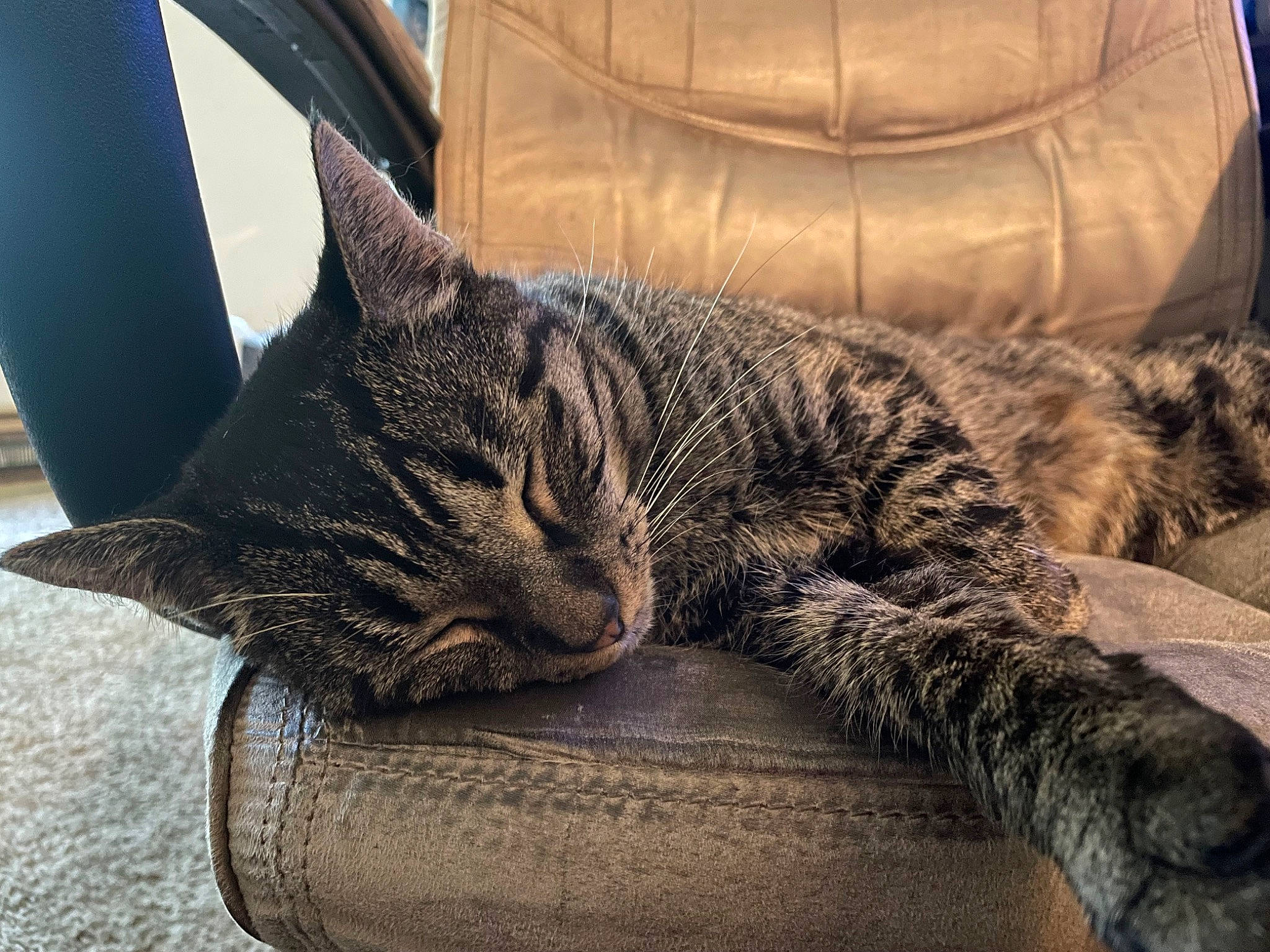 Beatrice is registered to the contest to win money with this photo: carnivore, cat, cat_bed, comfort, couch, domestic_short_haired_cat, eye, felidae, fur, grey, nap, pattern, paw, sleep, small_to_medium_sized_cats, snout, tail, tree, whiskers, window