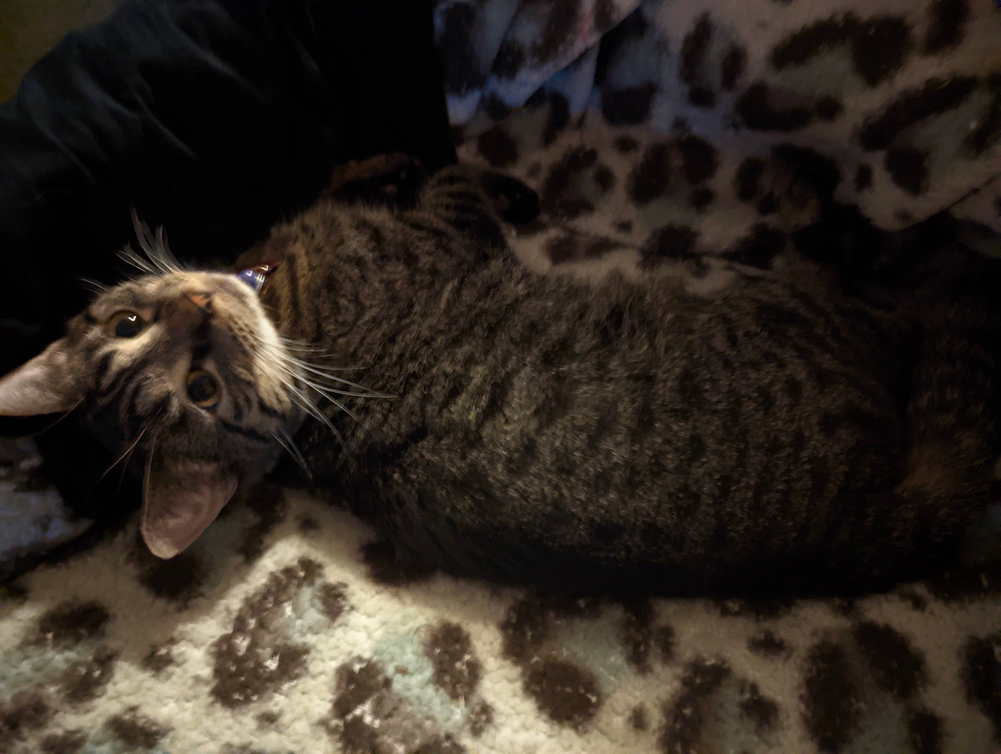 Beatrice joined the competition — help win amazing prizes! carnivore, cat, claw, comfort, domestic_short_haired_cat, felidae, fur, grey, paw, small_to_medium_sized_cats, snout, tail, terrestrial_animal, whiskers, wildlife, wood