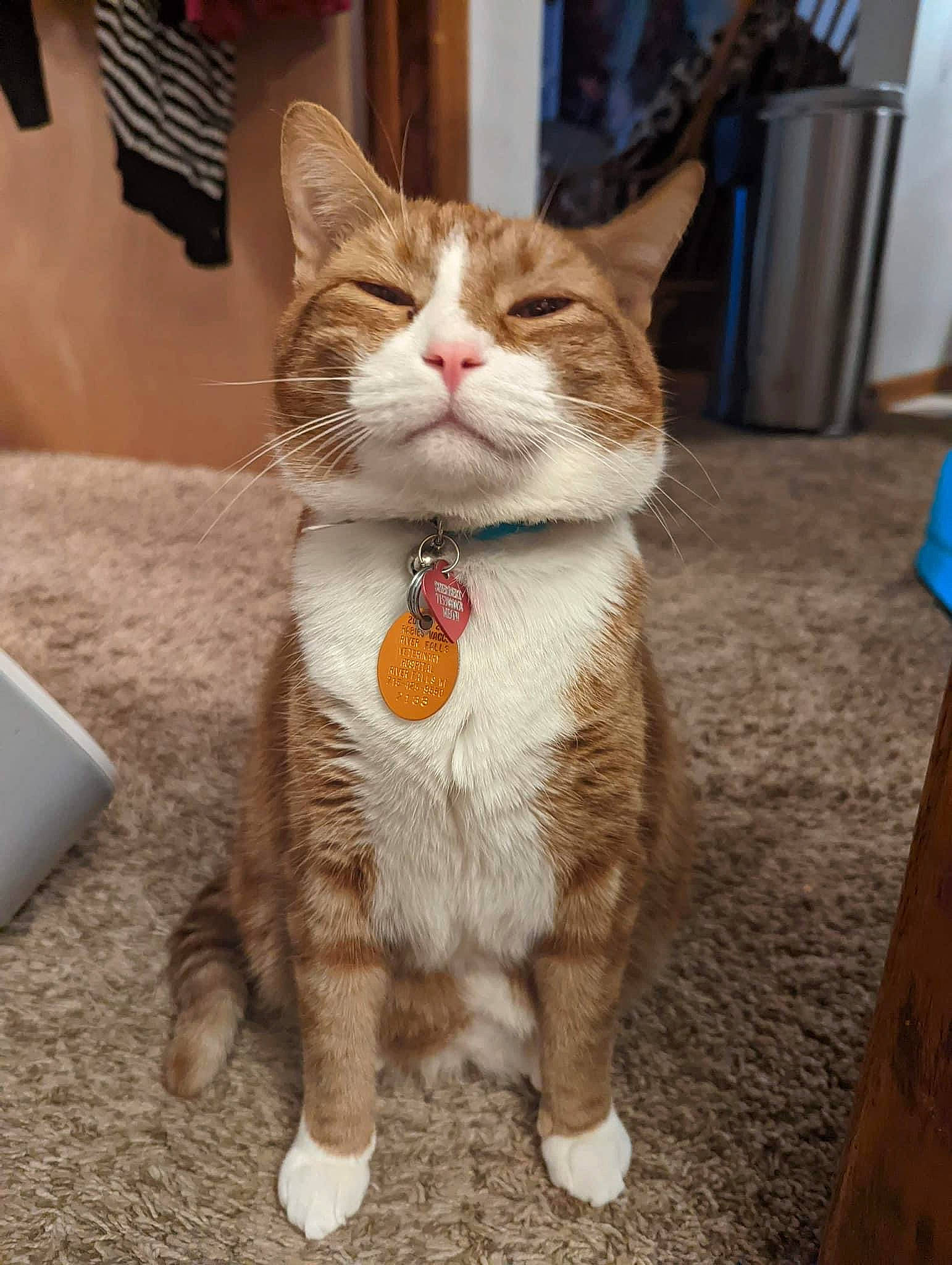 Sherbet is registered to the contest to win money with this photo: carnivore, cat, claw, domestic_short_haired_cat, fawn, felidae, foot, fur, paw, photo_caption, sitting, small_to_medium_sized_cats, snout, tail, terrestrial_animal, whiskers