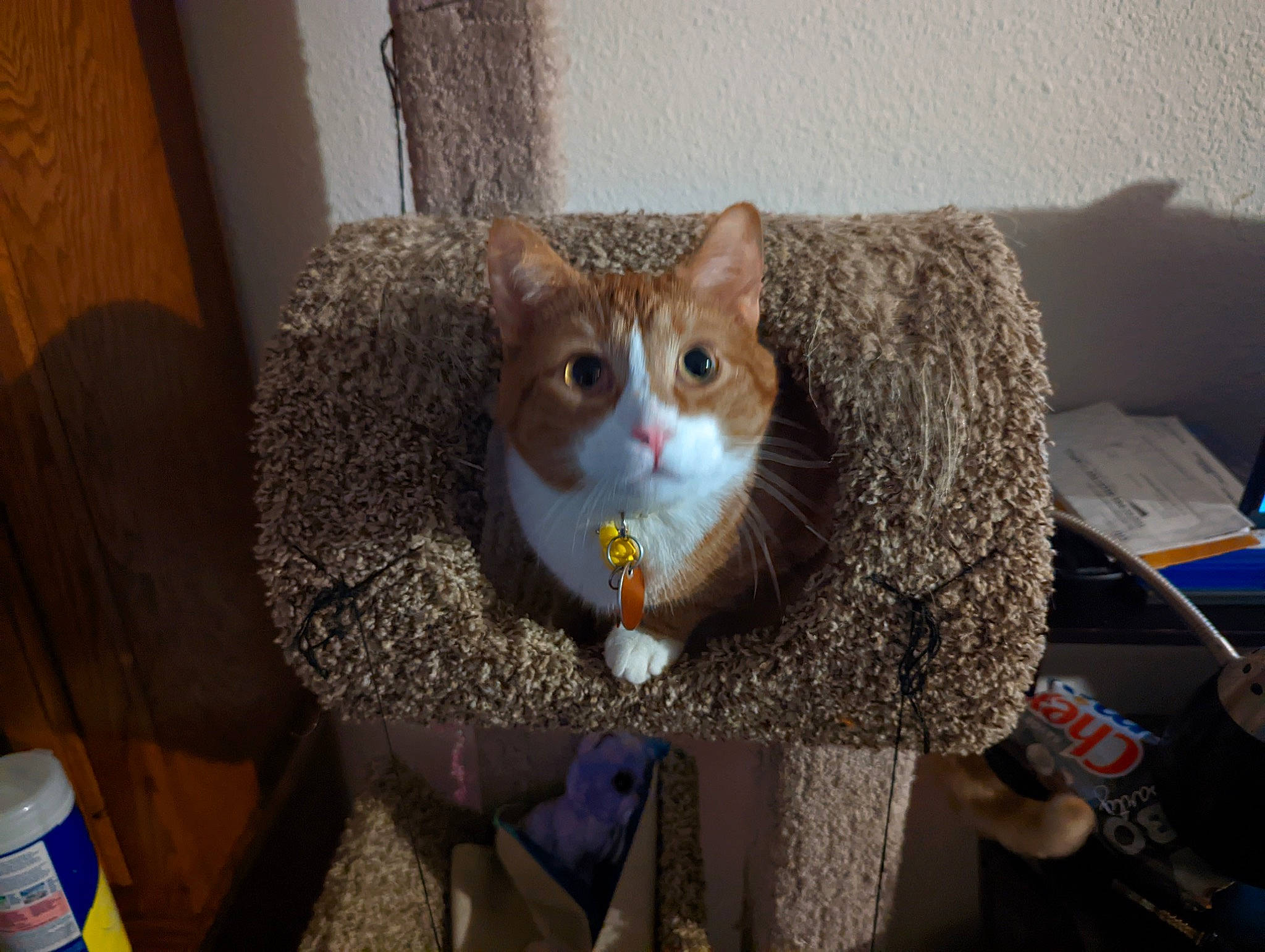 Sherbet joined the competition — help win amazing prizes! carnivore, cat, cat_furniture, couch, domestic_short_haired_cat, fawn, felidae, fur, linens, room, small_to_medium_sized_cats, snout, tail, thread, whiskers, wood, wool