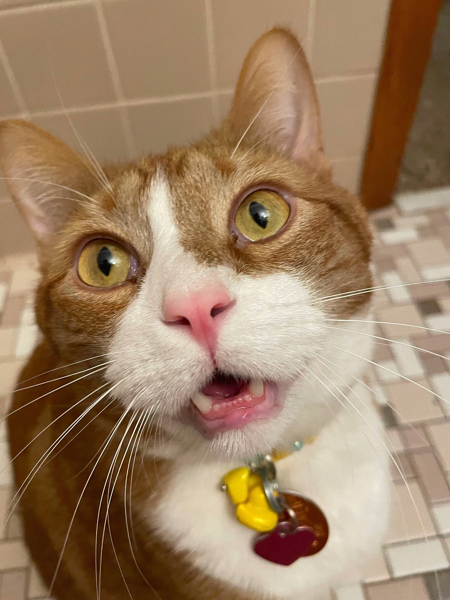 Sherbet joined the competition — help win amazing prizes! box, carnivore, cat, collar, domestic_short_haired_cat, ear, felidae, fur, iris, paw, pet_supply, small_to_medium_sized_cats, snout, whiskers, window