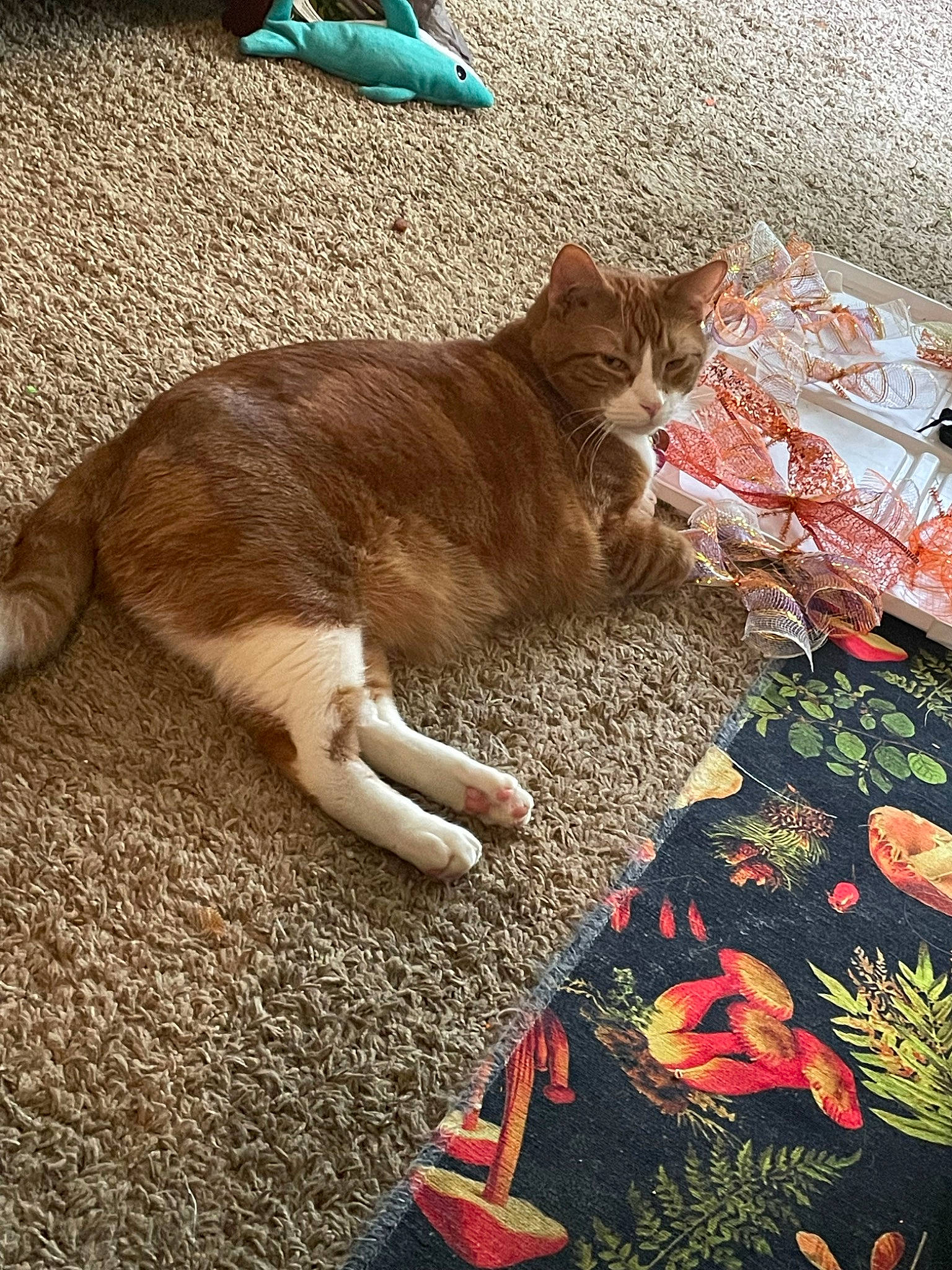 Sherbet is registered to the contest to win money with this photo: carmine, carnivore, cat, claw, comfort, domestic_short_haired_cat, felidae, flooring, foot, fur, grass, human_leg, linens, pattern, paw, small_to_medium_sized_cats, tail, terrestrial_animal, whiskers, wood