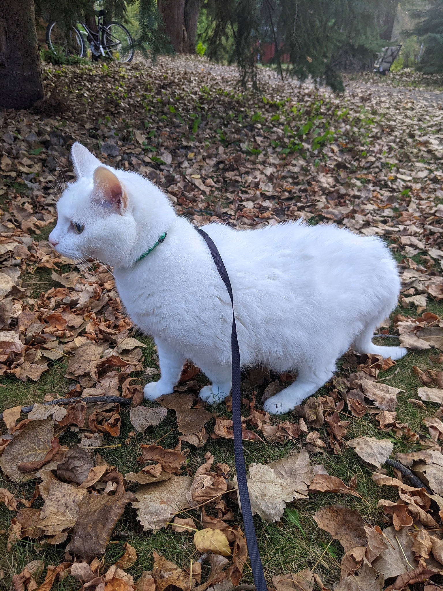 Mia is registered to the contest to win money with this photo: canidae, carnivore, cat, dog_breed, fawn, felidae, fur, grass, plant, small_to_medium_sized_cats, snout, snowshoe_hare, sulphur_crested_cockatoo, tail, terrestrial_animal, tree, whiskers, wildlife