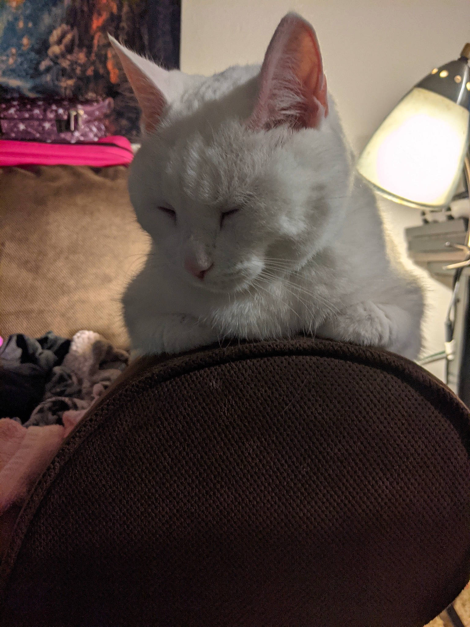 Mia joined the competition — help win amazing prizes! carnivore, cat, cat_bed, cat_supply, claw, comfort, domestic_short_haired_cat, felidae, fur, grey, lamp, lampshade, light_fixture, nap, paw, small_to_medium_sized_cats, snout, tail, whiskers