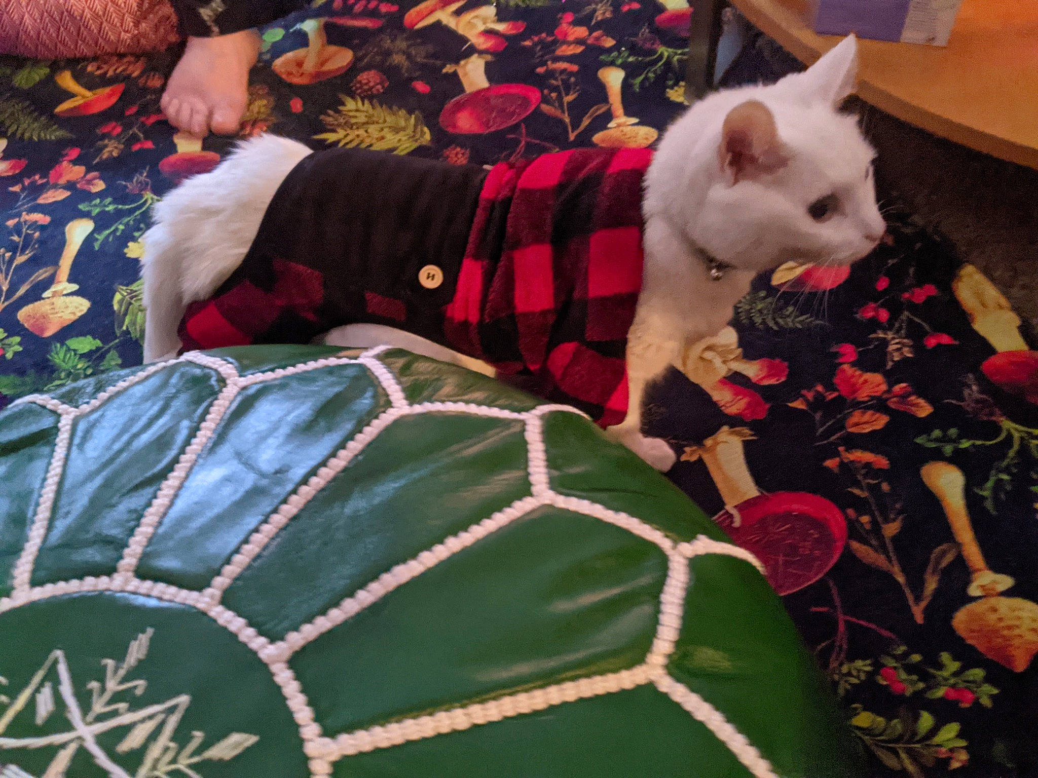 Mia is registered to the contest to win money with this photo: carmine, carnivore, comfort, companion_dog, couch, dog_breed, event, felidae, fur, grass, green, holiday, lap, linens, pattern, plant, small_to_medium_sized_cats, tail, textile, whiskers