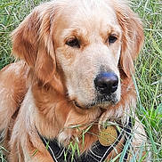 Tara a rejoint le concours — aidez-le/la à gagner de superbes lots ! animal, canine, cockerspaniel, dog, goldenretriever, grass, hound, labradorretriever, pet, plant, puppy