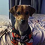 animal, attention, bed, blanket, brown_dog, clothing, curtains, cute, dog, ears, eyes, halloween_theme, home, indoor, pet, portrait, shirt, sitting, small_dog, soft_light