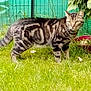 Rox participe au concours pour gagner de l'argent avec cette photo : cat, tabby_cat, grass, outdoor, greenery, plant, fence, pet, animal, mammal, fur, whiskers, alert, nature, garden, domestic_cat, stripes, four_legs, standing, leaf