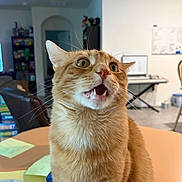 Pipsqueak is registered to the contest to win money with this photo: cat, orange_tabby, pet, indoor, table, mouth_open, teeth, whiskers, fur, wide_eyes, curious, cute, living_room, keyboard, shelf, chair, post_it_notes, drink_cup, furniture, portrait