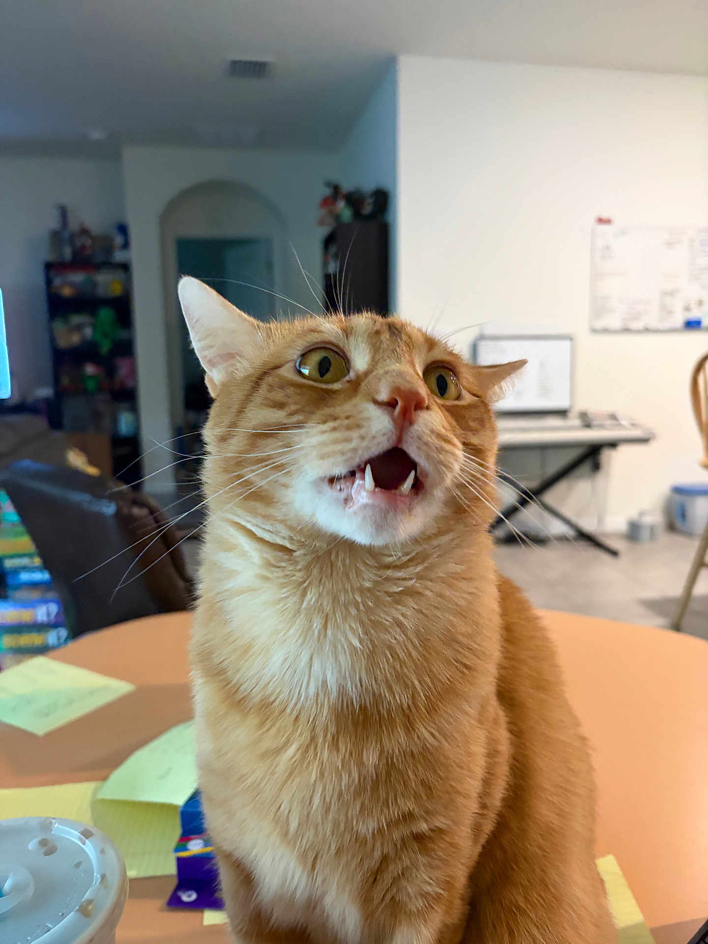 Pipsqueak is registered to the contest to win money with this photo: cat, orange_tabby, pet, indoor, table, mouth_open, teeth, whiskers, fur, wide_eyes, curious, cute, living_room, keyboard, shelf, chair, post_it_notes, drink_cup, furniture, portrait