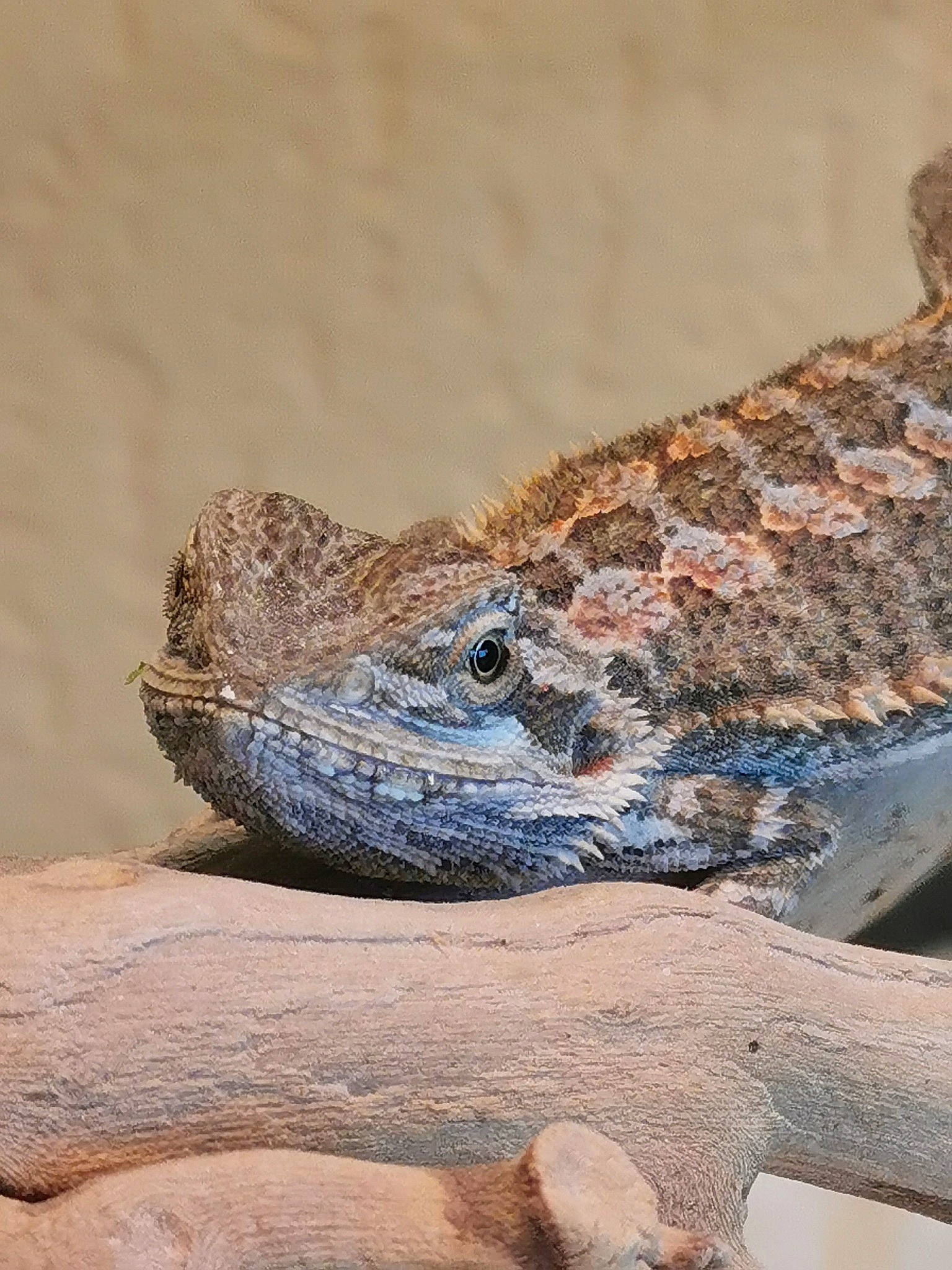 Pogy participe au concours pour gagner de l'argent avec cette photo : agama, dragon_lizard, iguania, lizard, reptile, rock, scaled_reptile, terrestrial_animal, wildlife