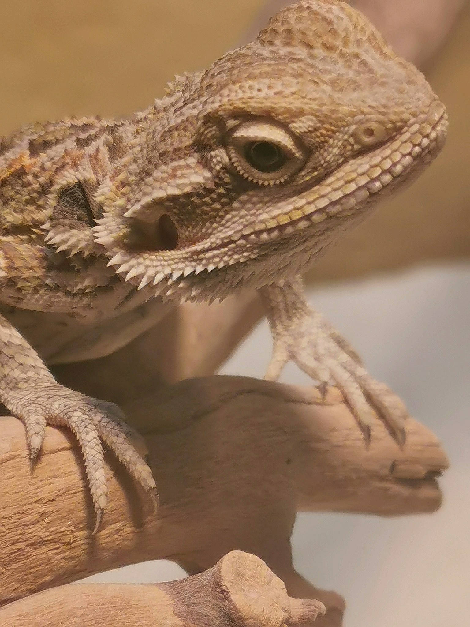 Pogy participe au concours pour gagner de l'argent avec cette photo : adaptation, agama, close_up, dragon_lizard, eye, iguana, iguania, lizard, organism, reptile, scaled_reptile, terrestrial_animal, wall_lizard