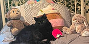Kittin joined the competition — help win amazing prizes! black_cat, bed, stuffed_animals, monkey_toy, bunny_toy, cupcake_plush, pillow, blanket, ivy_plants, headboard, indoor, furniture, animal, pet, cozy, soft_toys, resting, cute, decor, home