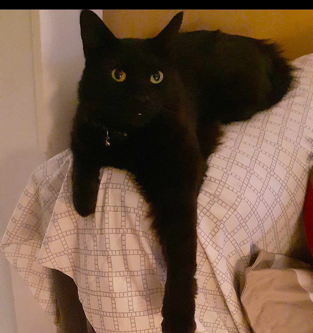 Kittin is registered to the contest to win money with this photo: black_cat, cat, heterochromia, yellow_eye, green_eye, feline, pet, indoor, resting, stretching_paw, fur, whiskers, collar, domestic_cat, animal, cute, relaxed, patterned_cloth, furniture, home