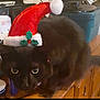Kittin joined the competition — help win amazing prizes! black_cat, cat, santa_hat, holiday, christmas, pet, animal, indoors, wooden_surface, curious, wide_eyes, feline, decorative_hat, festive, close_up, domestic_animal, household_items, cute, holiday_season, christmas_decor