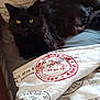 Kittin joined the competition — help win amazing prizes! black_cat, cat, pet, animal, yellow_eyes, bed, blanket, text_print, vintage_style, fabric, indoor, resting, fur, cozy, domestic_animal, relaxing, feline, comfort, soft_lighting, shadow