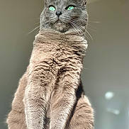 Mila participe au concours pour gagner de l'argent avec cette photo : cat, gray_cat, green_eyes, feline, pet, animal, fur, whiskers, sitting, portrait, close_up, indoor, soft_light, looking_up, majestic, cute, domestic_animal, fluffy, alert, calm