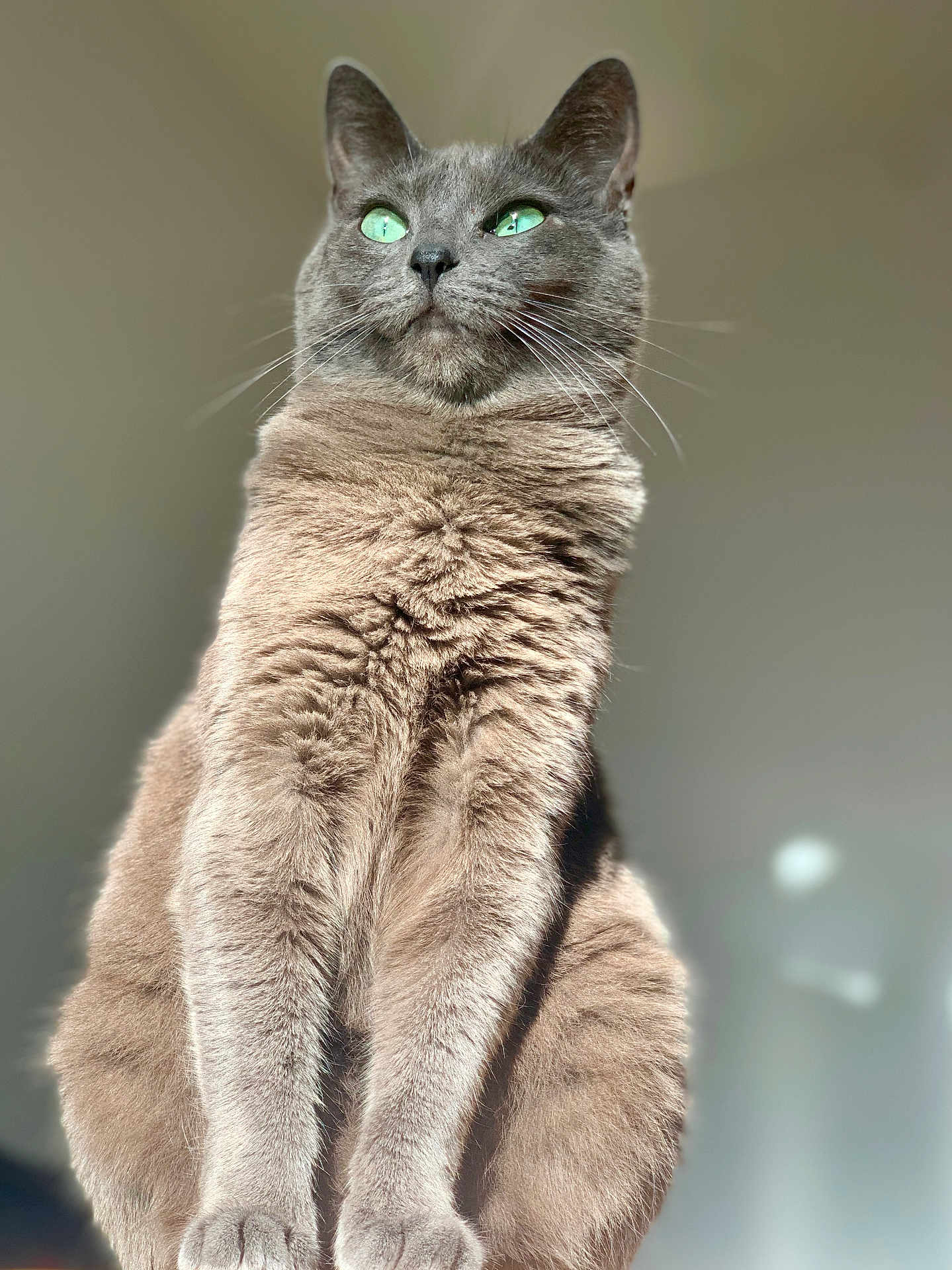 Mila participe au concours pour gagner de l'argent avec cette photo : cat, gray_cat, green_eyes, feline, pet, animal, fur, whiskers, sitting, portrait, close_up, indoor, soft_light, looking_up, majestic, cute, domestic_animal, fluffy, alert, calm