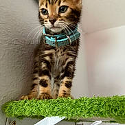 Chromey is registered to the contest to win money with this photo: kitten, cat, tabby, collar, pet, animal, feline, cute, young, curious, indoor, green, platform, fur, whiskers, ears, face, standing, closeup, domestic