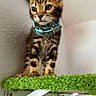kitten, cat, tabby, collar, pet, animal, feline, cute, young, curious, indoor, green, platform, fur, whiskers, ears, face, standing, closeup, domestic