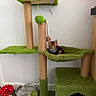 Chromey is registered to the contest to win money with this photo: kitten, cat, cat_tree, scratching_post, green, carpet, pet, indoor, furniture, toy, curious, small, animal, cute, playful, resting, domestic, fur, collar, young