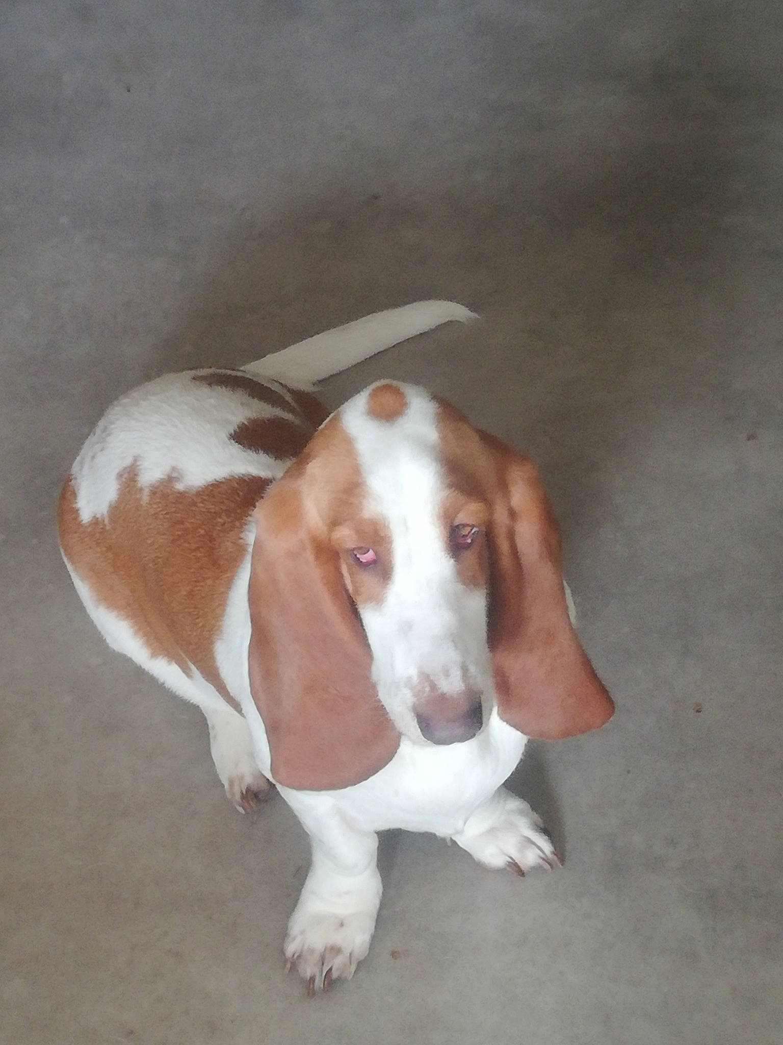 Nelly a rejoint le concours — aidez-le/la à gagner de superbes lots ! canidae, carnivore, companion_dog, dog, dog_breed, ear, fawn, hound, hunting_dog, liver, scent_hound, snout, sporting_group, terrestrial_animal, working_animal