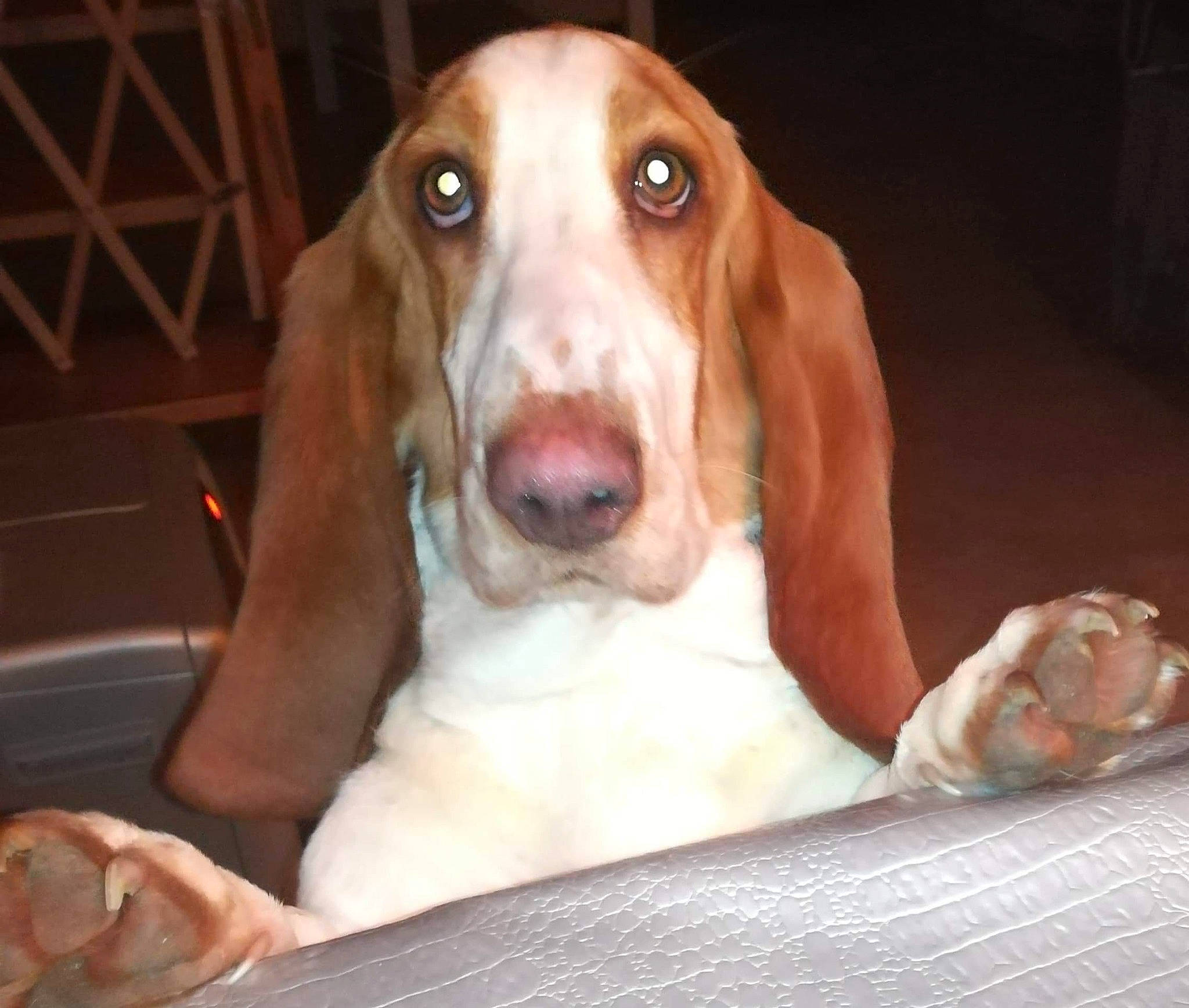 Nelly a rejoint le concours — aidez-le/la à gagner de superbes lots ! basset_hound, canidae, carnivore, comfort, companion_dog, dog, dog_breed, ear, fawn, hound, hunting_dog, liver, paw, pet_supply, snout, sporting_group, whiskers, wood, working_animal