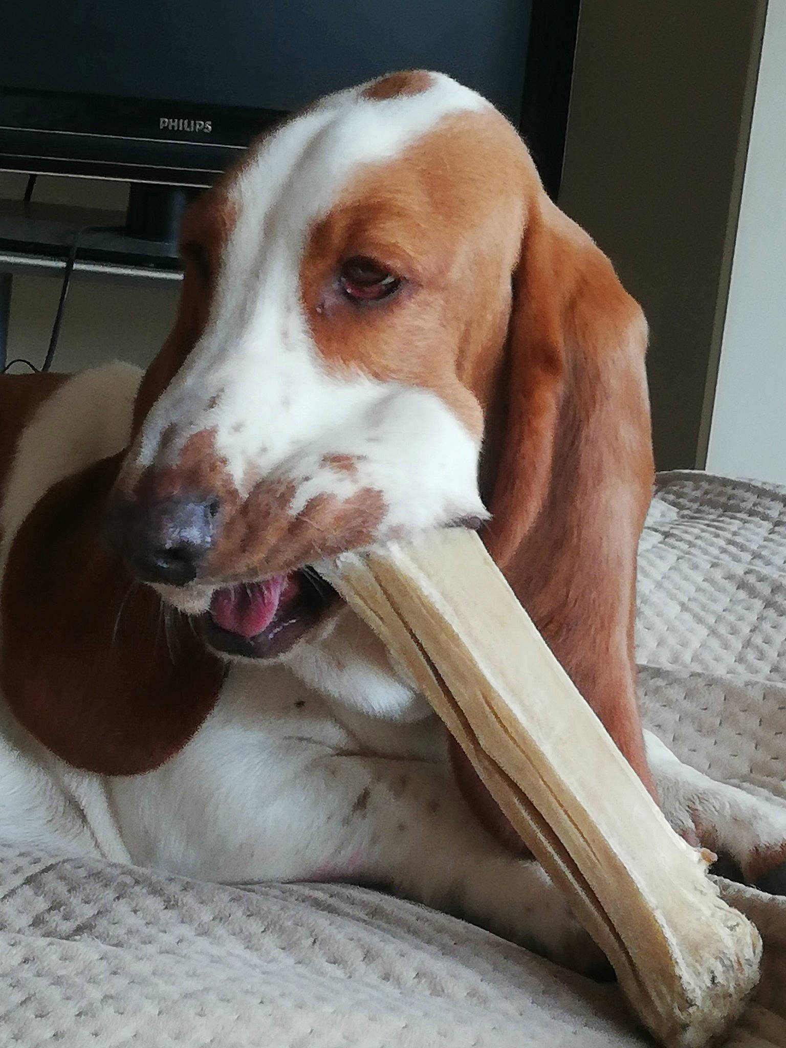 Nelly participe au concours pour gagner de l'argent avec cette photo : canidae, carnivore, collar, comfort, companion_dog, computer_keyboard, dog, dog_breed, dog_supply, fawn, home_appliance, hound, hunting_dog, liver, pet_supply, snout, sporting_group, whiskers, wood, working_animal