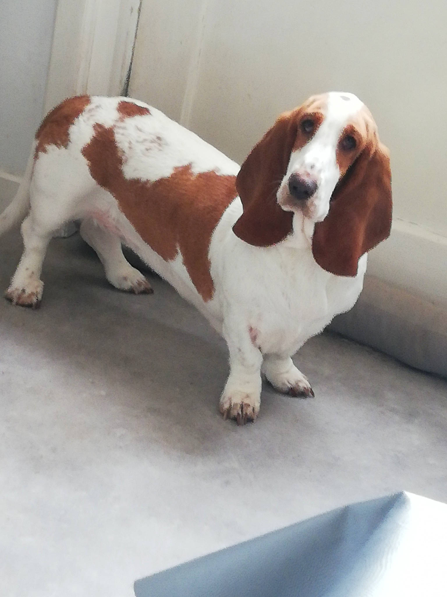 Nelly a rejoint le concours — aidez-le/la à gagner de superbes lots ! bored, canidae, carnivore, companion_dog, dog, dog_breed, fawn, fur, hound, hunting_dog, liver, metal, spaniel, sporting_group, terrestrial_animal, windshield