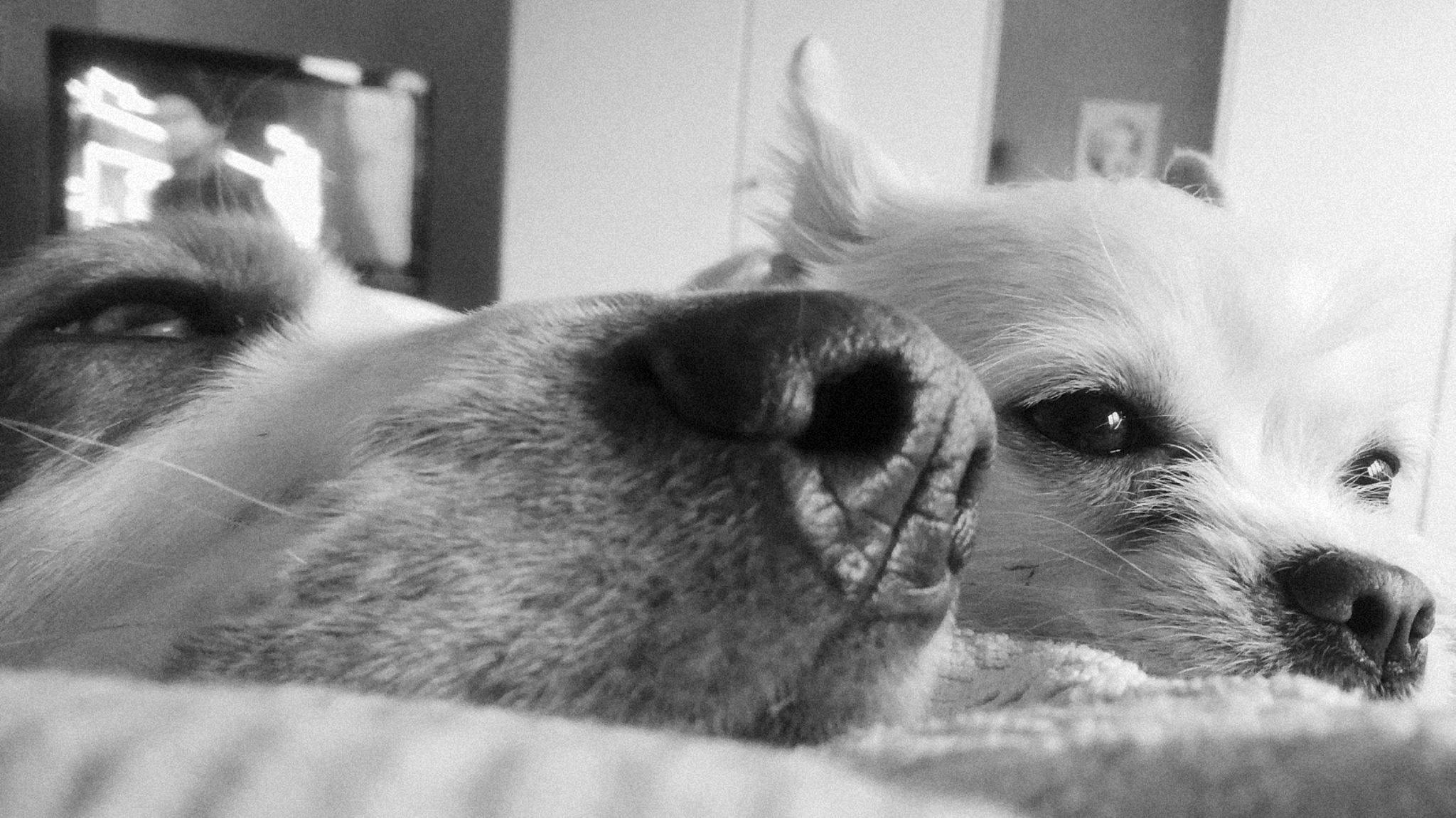 Nelly a rejoint le concours — aidez-le/la à gagner de superbes lots ! black_and_white, carnivore, comfort, companion_dog, dog, dog_breed, ear, fawn, fur, mammal, monochrome, monochrome_photography, small_terrier, snout, style, terrier, toy_dog, whiskers, white, working_animal