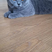 Berlioz participe au concours pour gagner de l'argent avec cette photo : animal, british_shorthair, cat, ears, feline, fur, furniture, golden_eyes, gray_cat, indoor, living_room, lying_down, paws, pet, photography, portrait, relaxed, sofa, whiskers, wooden_floor