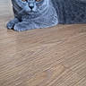 animal, british_shorthair, cat, ears, feline, fur, furniture, golden_eyes, gray_cat, indoor, living_room, lying_down, paws, pet, photography, portrait, relaxed, sofa, whiskers, wooden_floor
